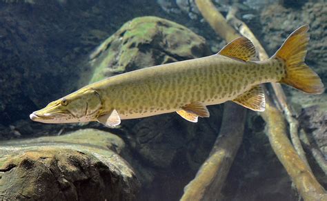 MUSKELLUNGE (Esox masquinongy) .